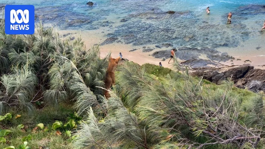 Autopsy Inconclusive for Canadian Backpacker Found Dead on K'gari Beach