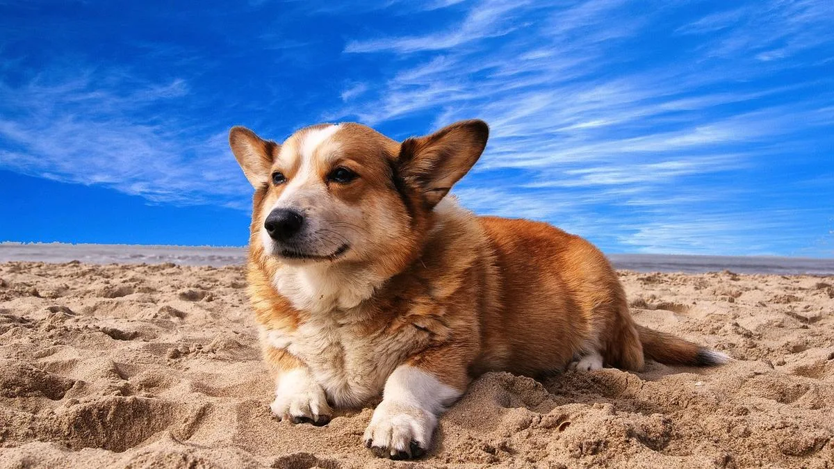 Avoid Costly Vet Bills: Keep Your Dog Safe at the Beach This Summer