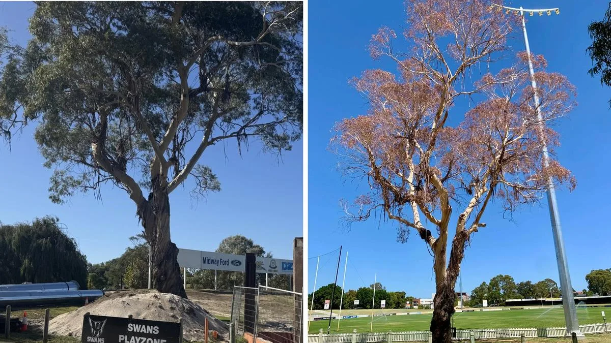 75-Year-Old River Red Gum at Bassendean Oval Dies, to Be Removed