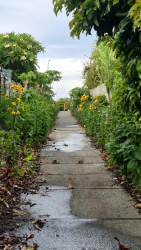 Beloved Alexander Heights garden cleared after misunderstanding with council