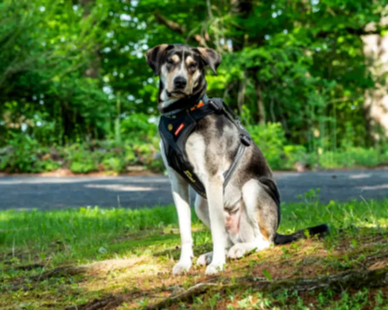 Best Dog Harnesses 2026: Top Picks for Walks, Car Safety, and Hiking