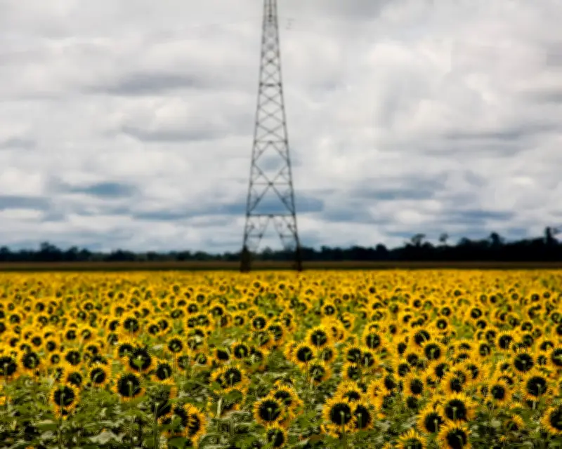 Biofuel Demand Surge Could Worsen Global Food Crisis, Experts Warn