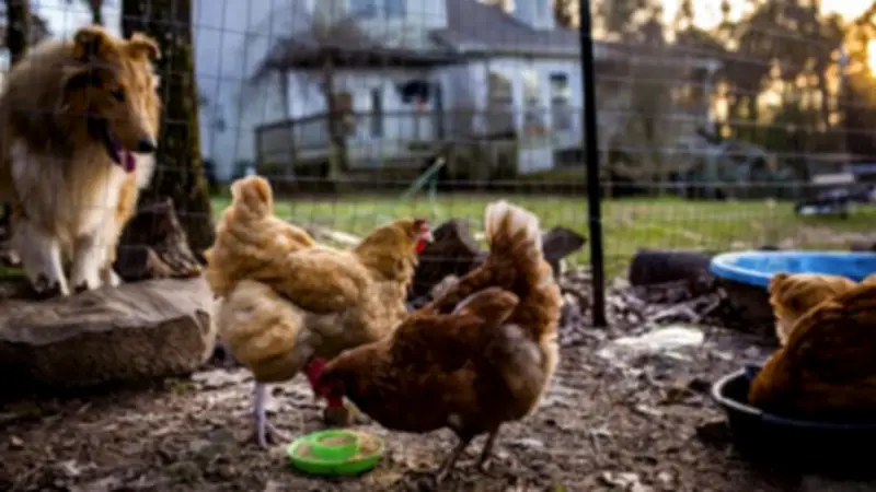 Bird Flu H5N1 Threatens Backyard Chickens and Cats: Vet Expert Warns