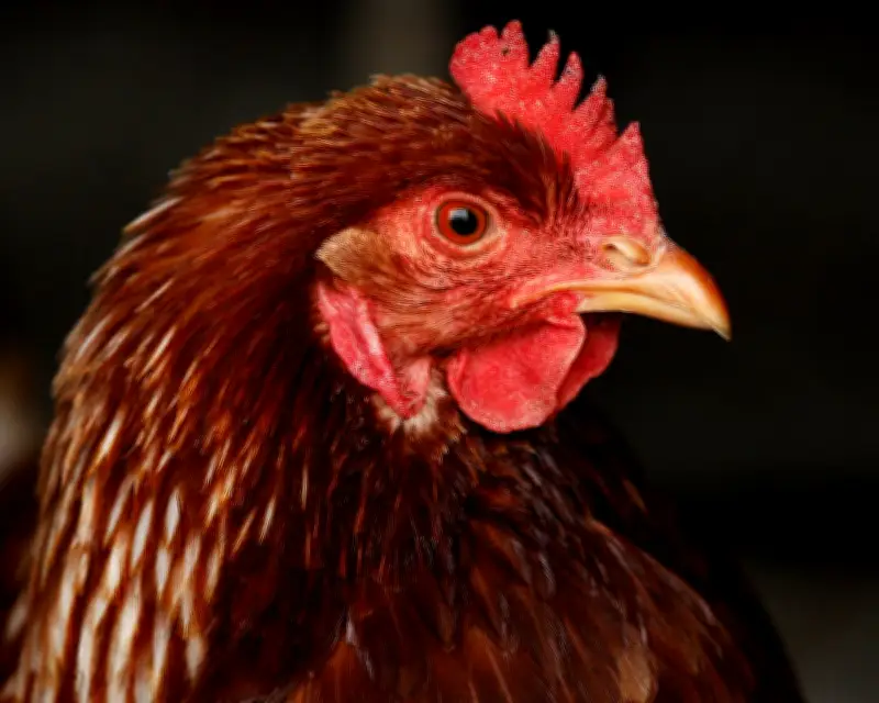 Bird flu in Australia: Can humans get H5N1? Symptoms and safety of chicken and eggs