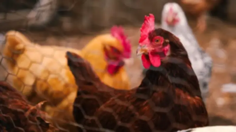 Bird Flu in Australia: Low Human Risk Despite First H5N1 Detection