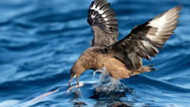 Bird Flu Reaches Australia: First H5N1 Cases Confirmed in WA Seabirds