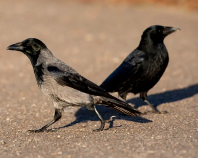 Birds of a Feather in a Noisy Argument: Country Diary