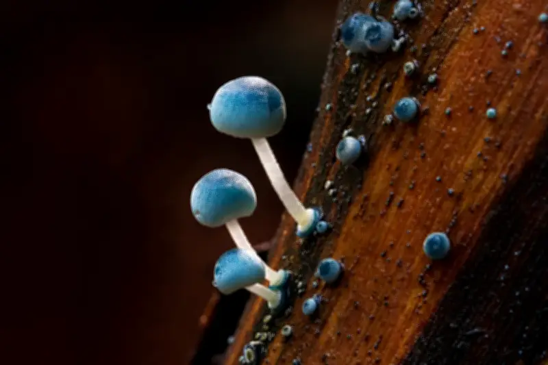 Blue mushrooms, glowing seas: Beaker Street Science Photography finalists revealed