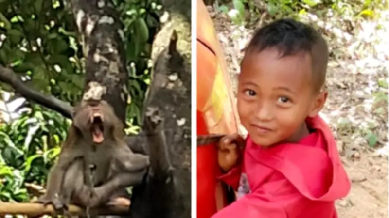 Boy, 7, Killed by Pet Monkey in Thailand: Grandfather's Fatal Mistake