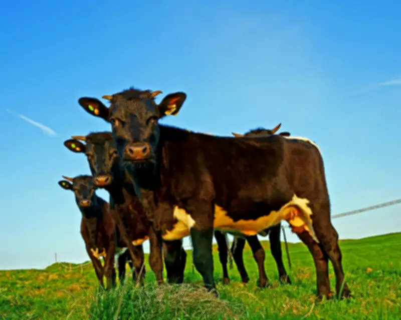 Brexit Trade Deal Devastates British Farmers, New Report Reveals