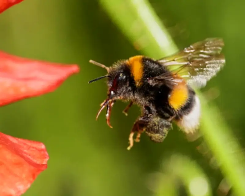 Bumblebees Show Surprising Problem-Solving Skills with Tools