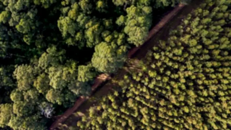 Burning Forest Waste for Cement Harms Climate, Experts Warn