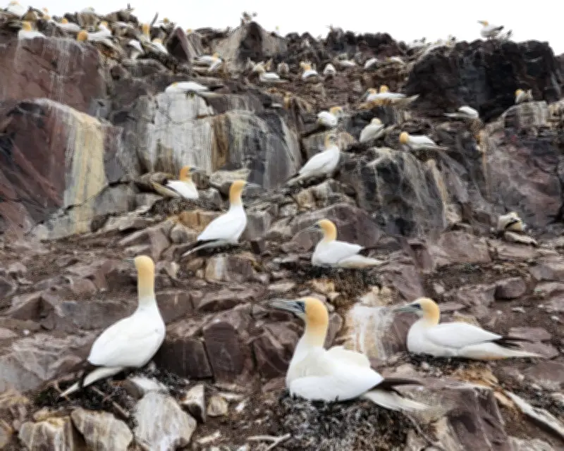 Call to Phase Out 'Inhumane' Guga Hunt in Hebrides Through Talks
