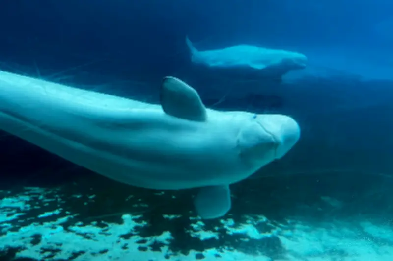Canada approves relocation of 30 beluga whales from Marineland to sanctuaries