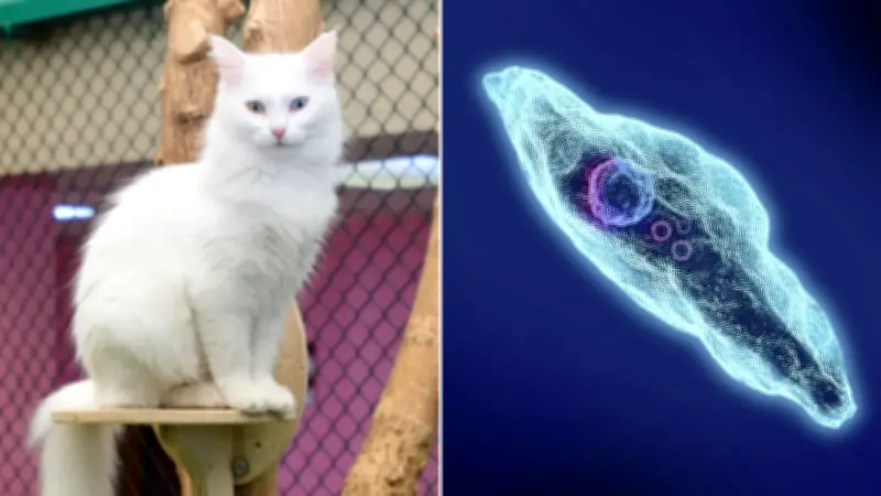 Cats Spread Toxoplasma Parasite to Half of World Population, Experts Warn