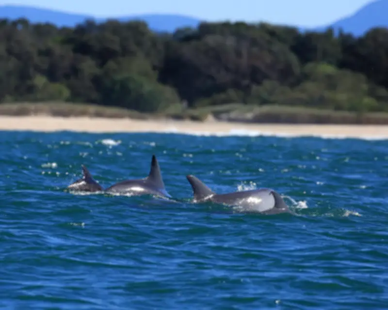 Citizen Scientists Join First Statewide Dolphin Census in NSW