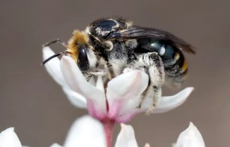 Climate change risks starving most bees by altering flower nutrition