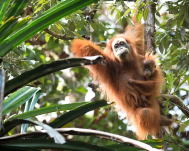 Climate Crisis Kills 7% of World's Rarest Great Apes in Landslides