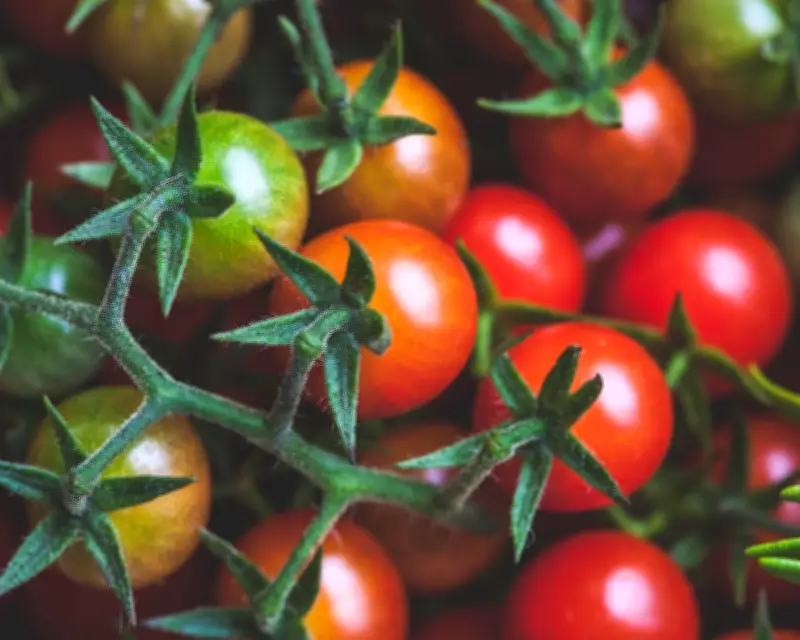 Compost, Tomatoes, and Community: Lessons for an Uncertain Future