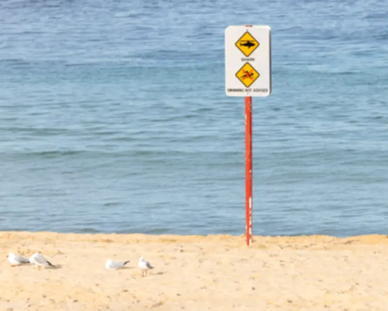 Coogee Shark Attack Survivor Leah Stewart Has Arm Amputated