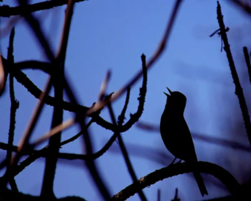 Country Diary: A Late-Night Nightingale Serenade in Bedfordshire