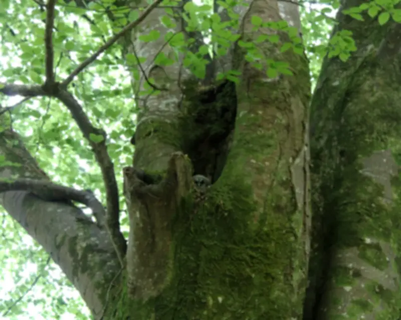 Country Diary: Beech Tree Hides Tawny Owlet in Devon Forest