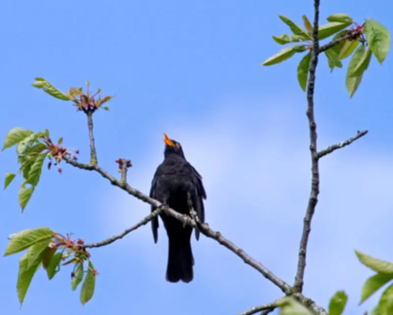 Country diary: The unique song of a blackbird on my street