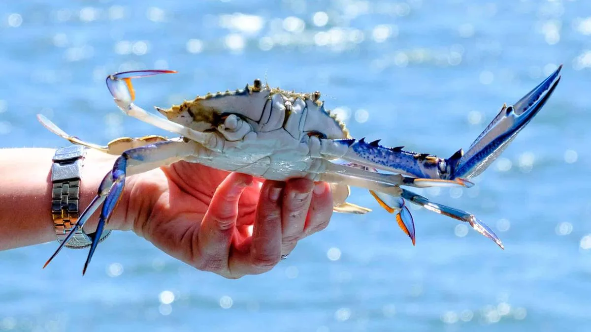 Couple Fined for Taking 62 Undersized Crabs in Peel Inlet