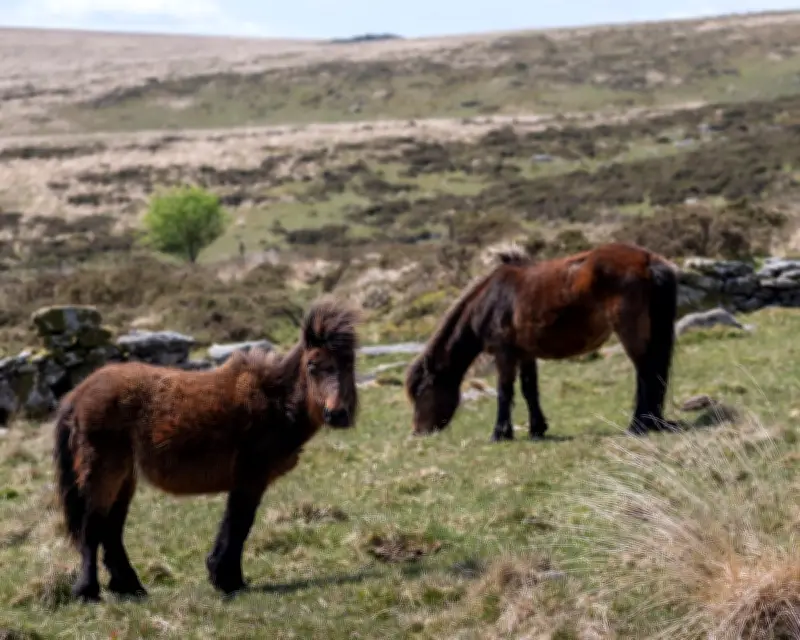Dartmoor Pony Cull Threat Sparks Calls for Rule Change