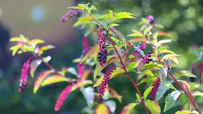 Deadly Pokeweed Plant Found in Stirling, Residents Warned