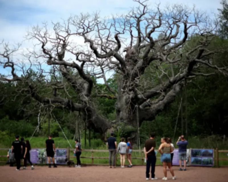 Death of Major Oak Spurs Tree Protection Calls in Sherwood Forest