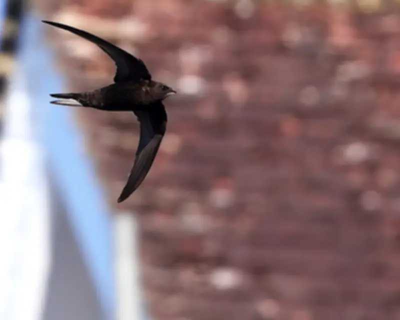 Demolition of Swift Nesting Site Highlights Weak Wildlife Protections