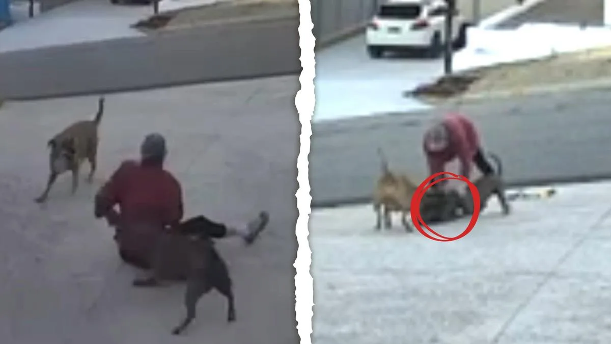 Shocking Dog Attack in Dianella Leaves Woman Hospitalised, Pet Dead