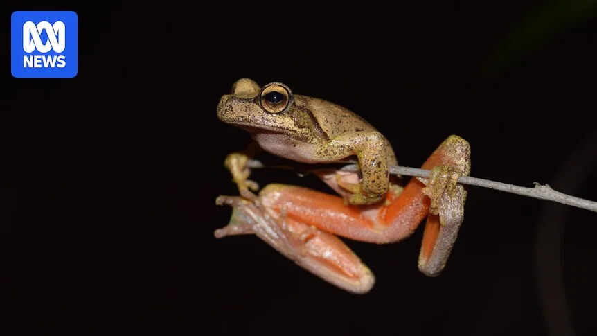 Endangered Littlejohn's Tree Frog Bred in Captivity for First Time
