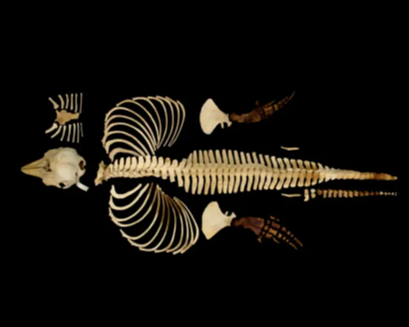 Digital Skeleton of World's Rarest Marine Mammal Preserved for Science