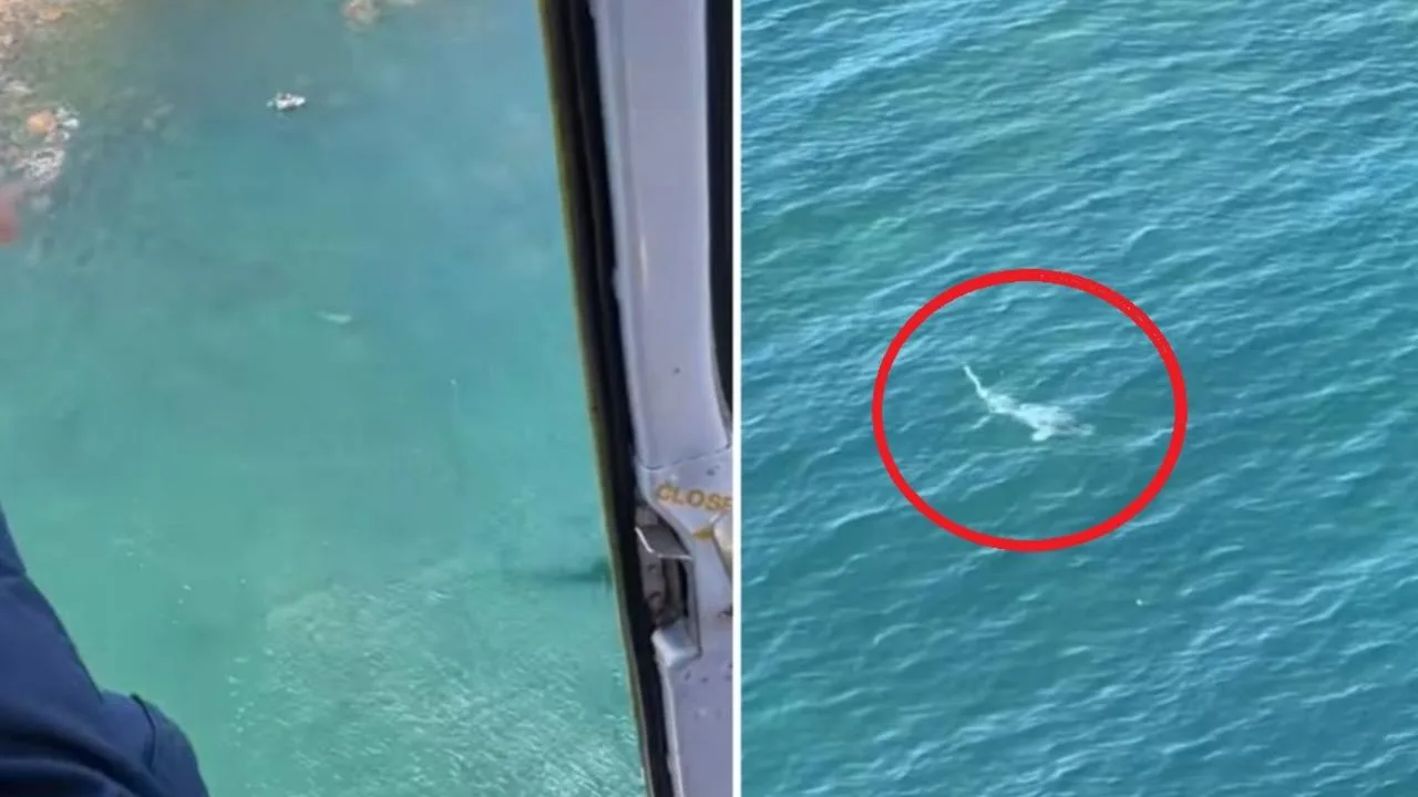 Divers Flee 4.5m Great White Shark Off WA Coast After Helicopter Warning