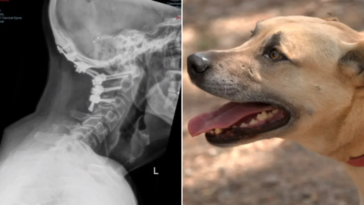 Loyal Dog Saves Man After Internal Decapitation in Cessnock