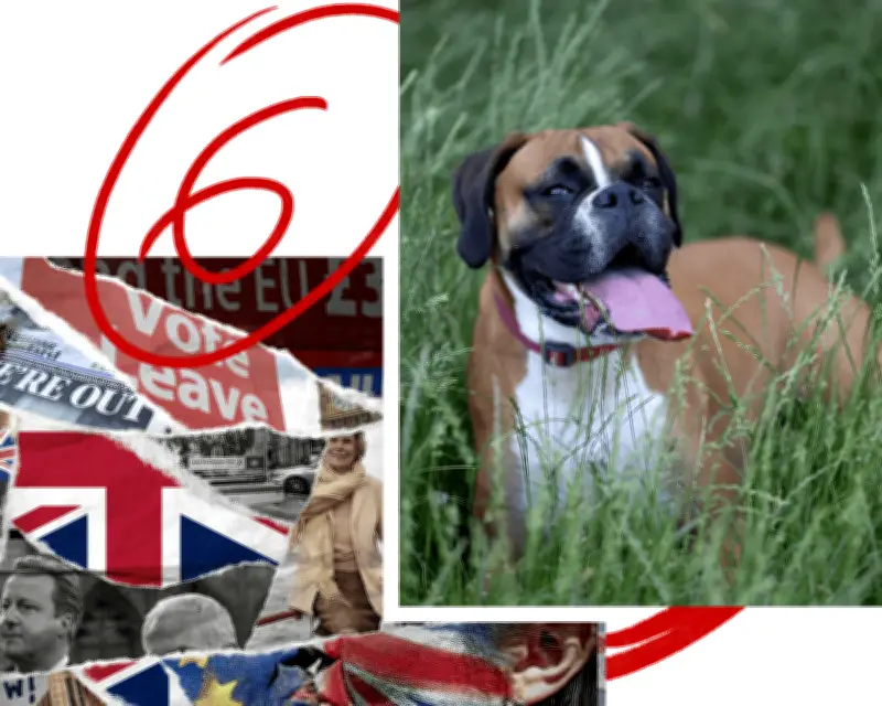 Dog Training Lessons for Brexit Campaign and France's Heat Trap Homes
