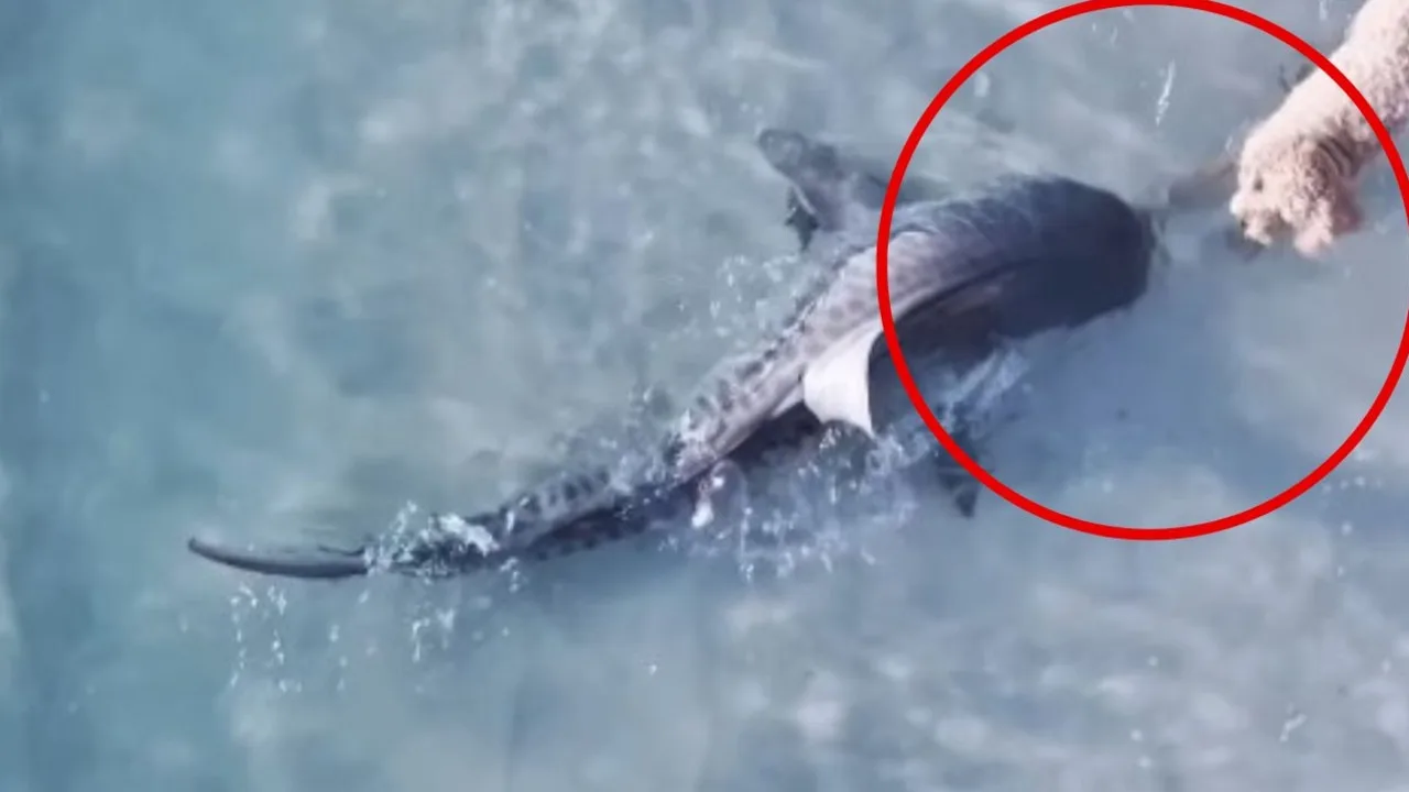 Dog's Close Encounter with Tiger Shark at Perth Beach Captured on Drone