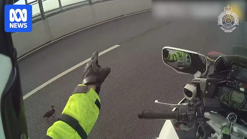 Duck Family Causes Traffic Chaos on Brisbane Motorway, Gets Police Escort