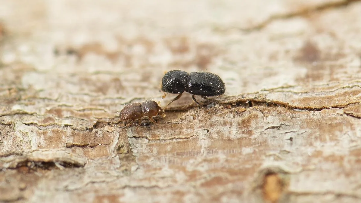 East Fremantle to Plant 30 Trees to Replace Those Lost to Beetle