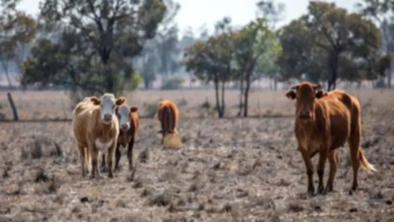 El Niño Declared: What It Means for Australia's Weather