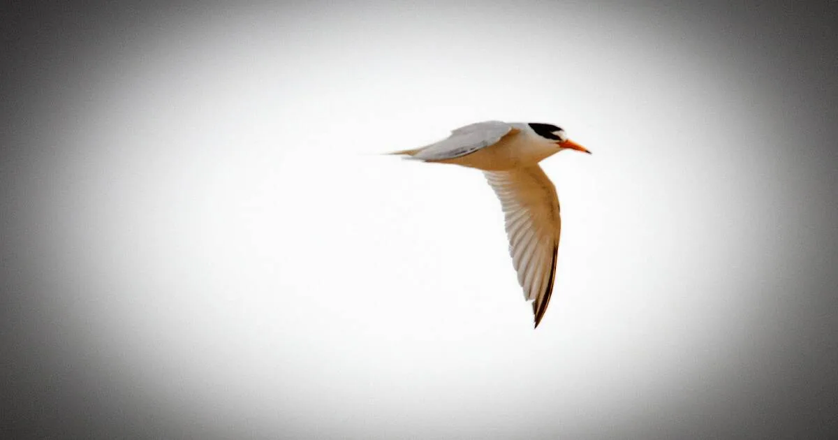 Endangered Little Terns Nest At Blacksmiths Beach For First Time