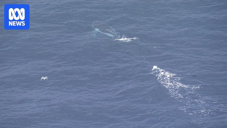 Satellite Tracker Aids Rescue of Entangled Humpback Whale off Sydney