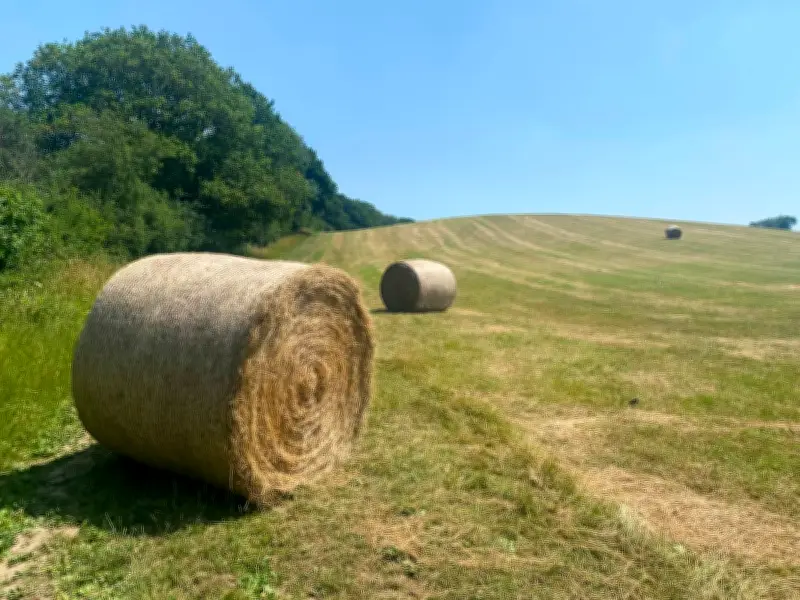 Even in a Heatwave, Haymaking Is a Race Against Time