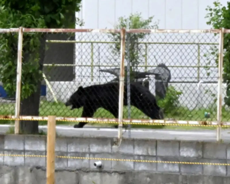 'Extremely intelligent' Japanese bear evades capture after attacks