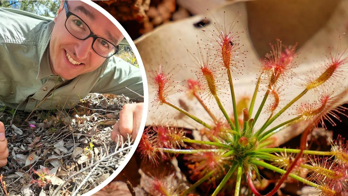 Rare Carnivorous Plant Found Near Perth After 30-Year Absence