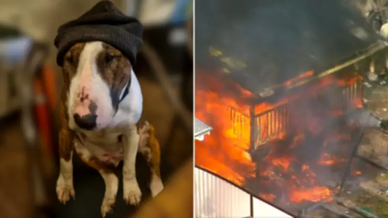 Family Dog Saved Lives in Fatal Fire, Say Grieving Parents