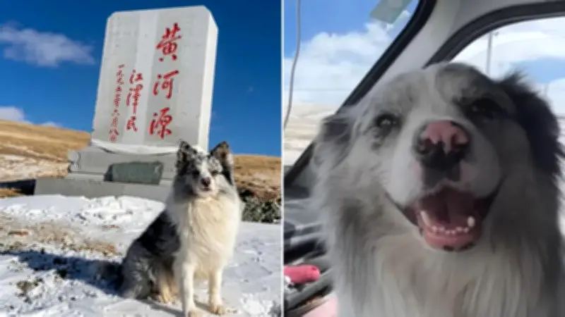 Famous Chinese travel dog allegedly stolen, killed for meat