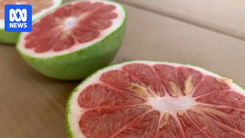 NT Citrus Growers Fear Vietnamese Pomelo Imports Will Flood Market, Bring Disease